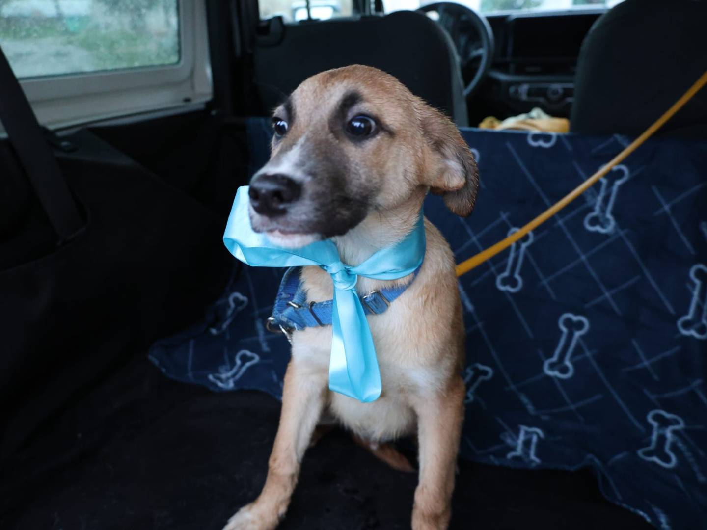 Adotta il cane MAX a Vibo