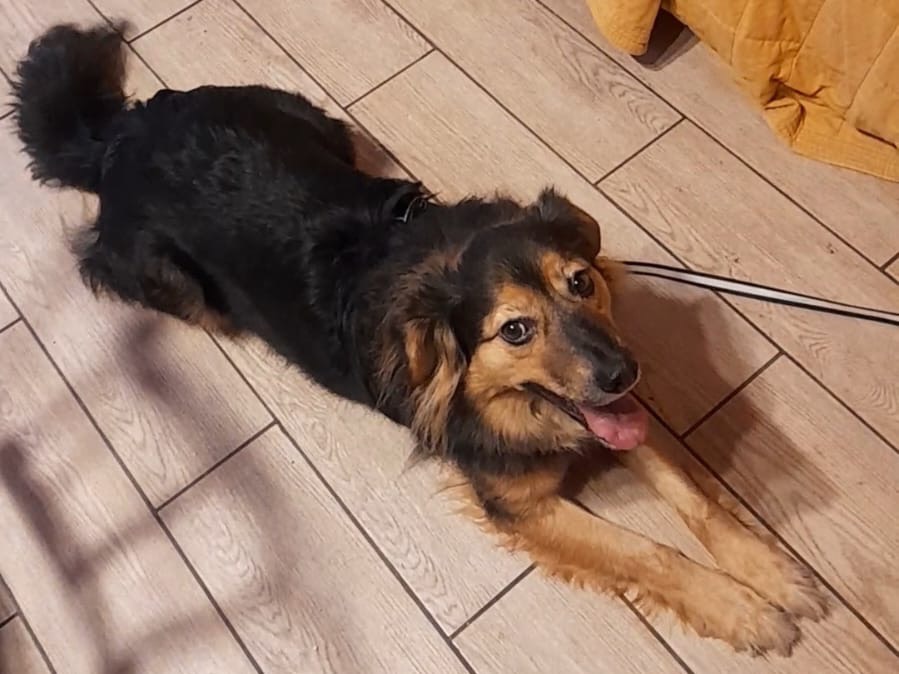 Adozione cane, maschio, Razza sconosciuta Razza sconosciuta, 5 anni e 7 mesi, taglia media contenuta, Trento