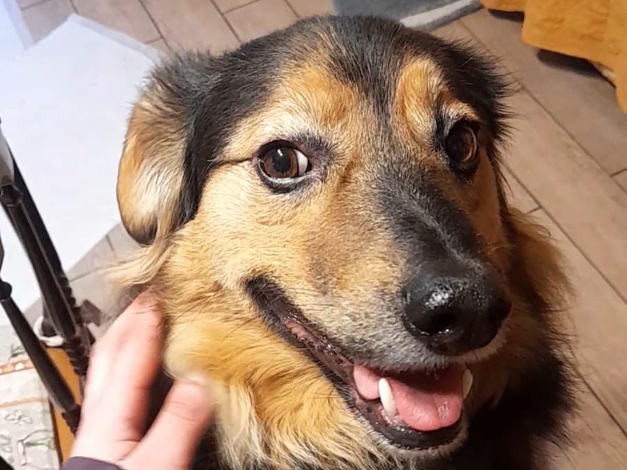 Adotta un cane, maschio, 5 anni e 7 mesi, Trento