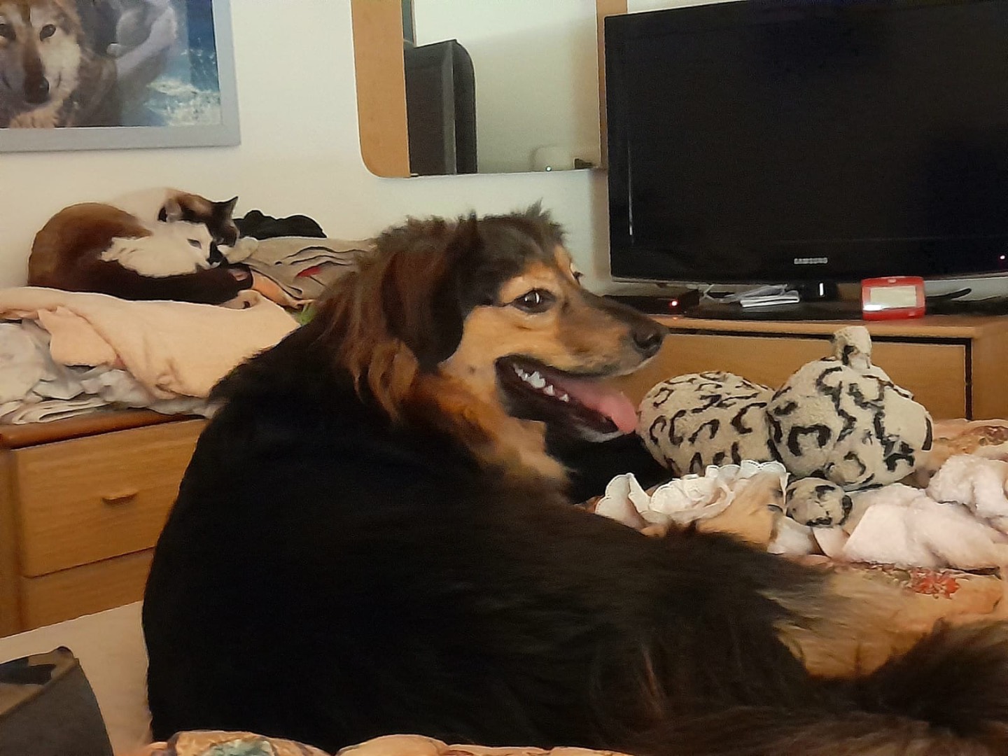 Vuoi adottare un cane a Trento?