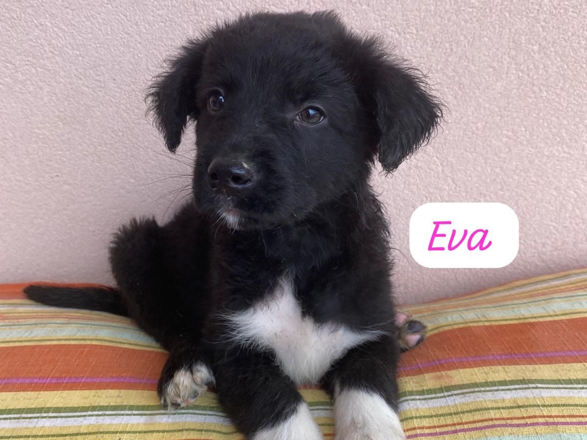 Adozione cane, femmina, Razza sconosciuta Razza sconosciuta, 3 mesi, taglia media, Messina