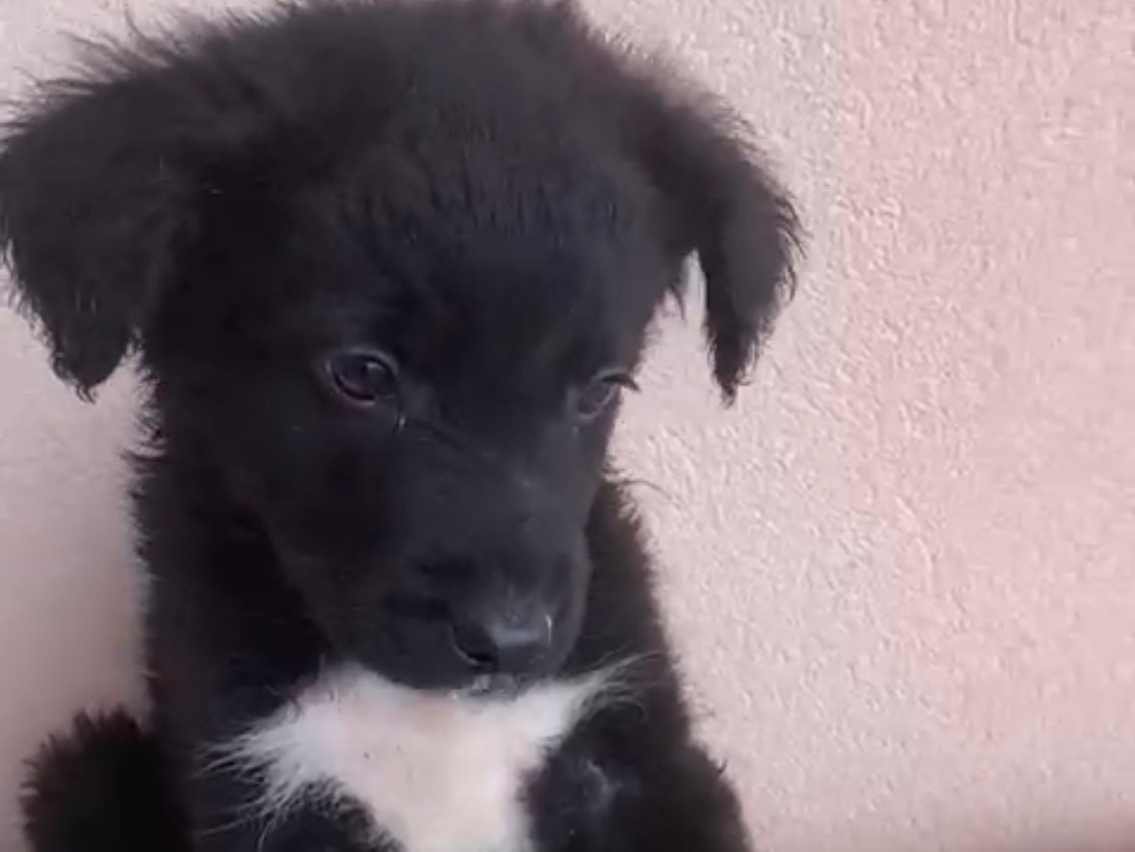 Adotta un cane, femmina, 3 mesi, Messina