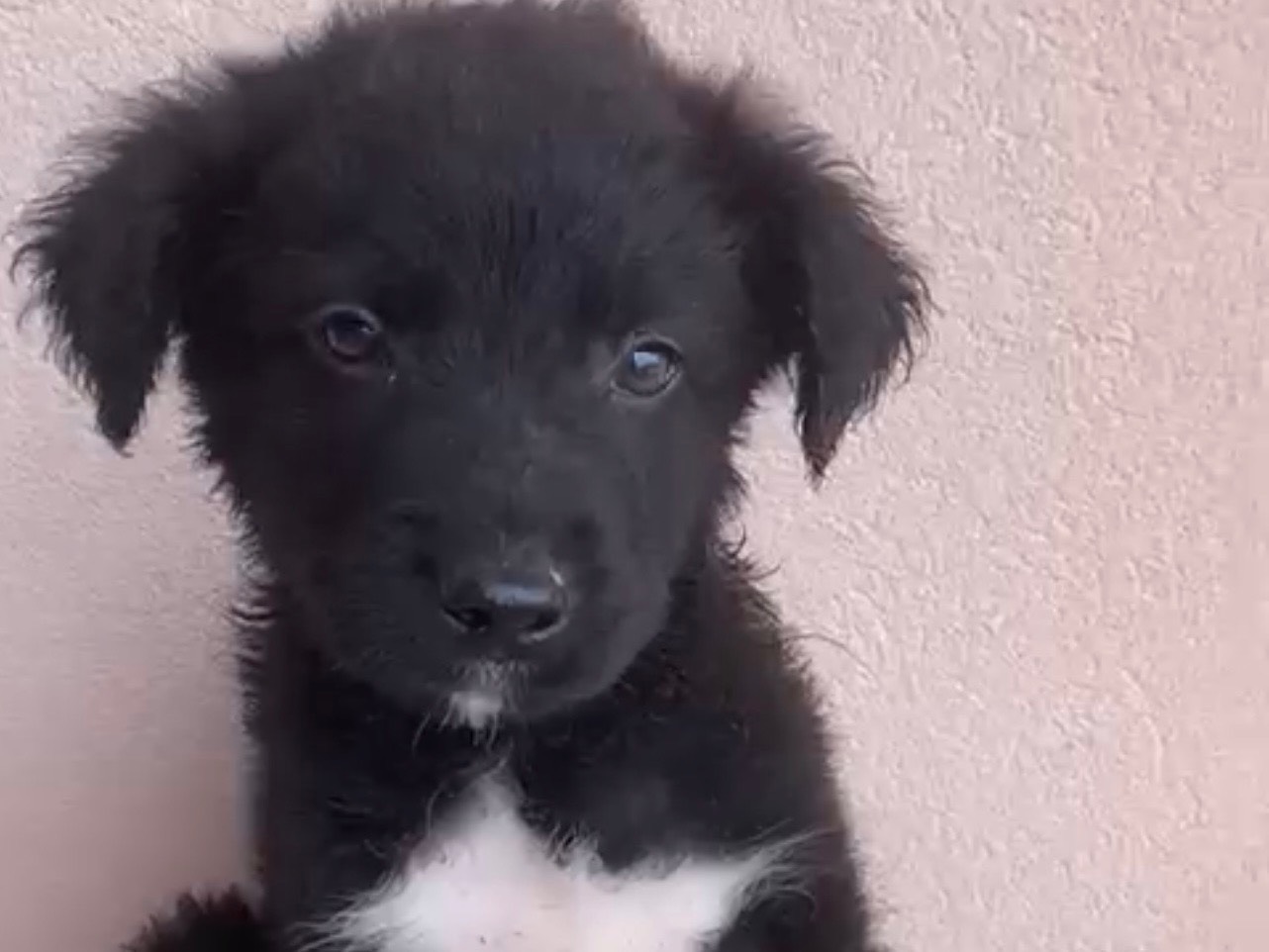 Adotta un cane, taglia media, femmina, Messina