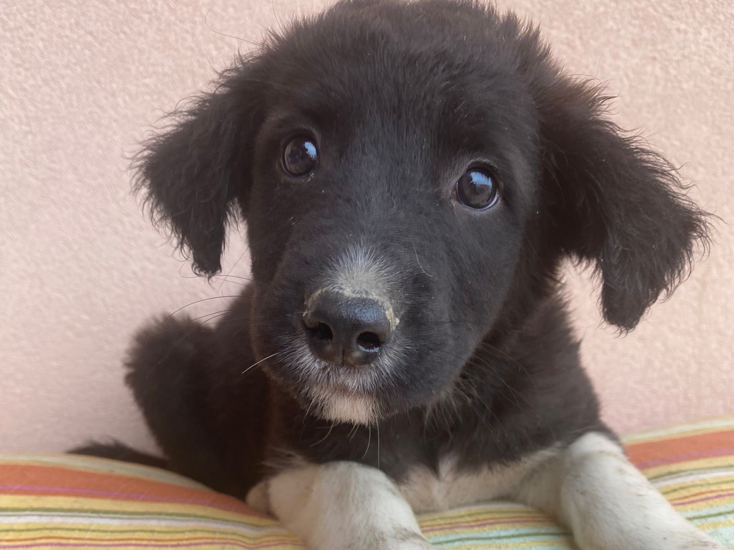 Adozione cane, maschio, Razza sconosciuta Razza sconosciuta, 3 mesi, taglia media, Messina