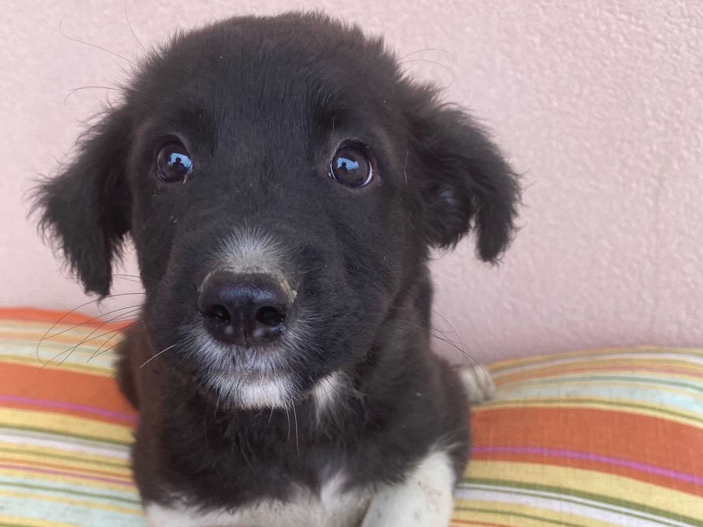 Adotta un cane, taglia media, maschio, Messina