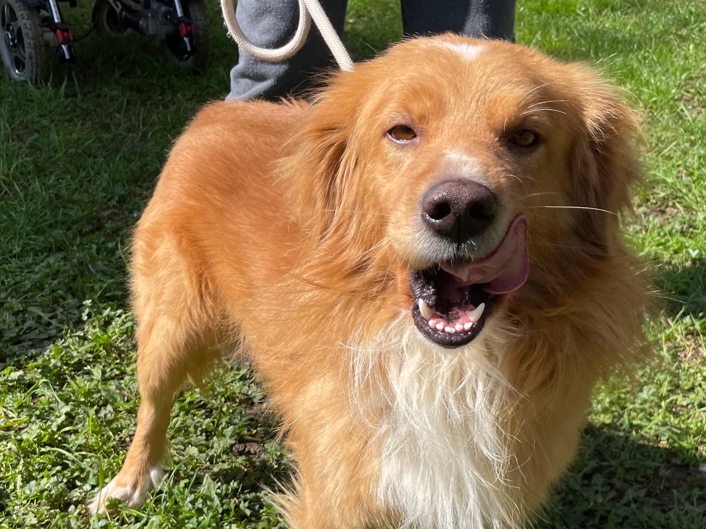 Adozione cane, maschio, Razza sconosciuta Razza sconosciuta, 2 anni e 5 mesi, taglia media, Latina