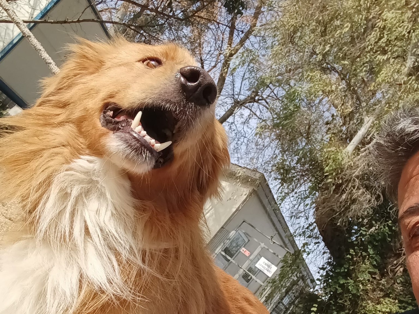 Adotta un cane, maschio, 2 anni e 5 mesi, Latina