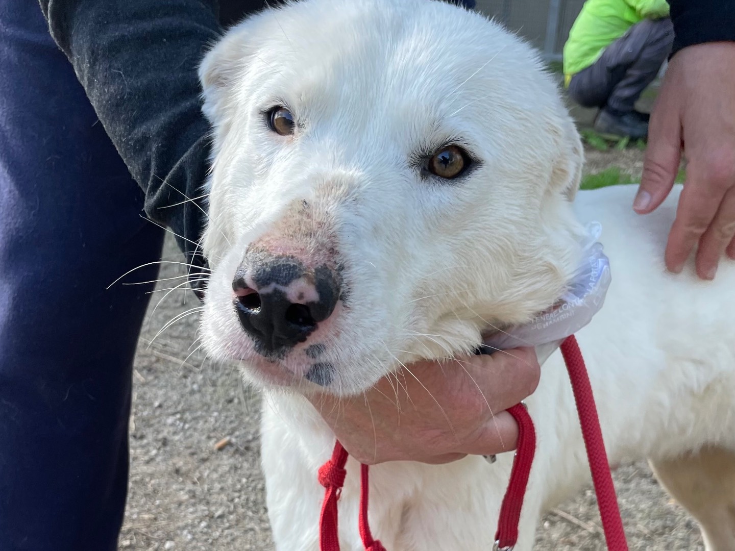 Adozione cane, femmina, Razza sconosciuta Razza sconosciuta, 2 anni e 10 mesi, taglia media, Latina
