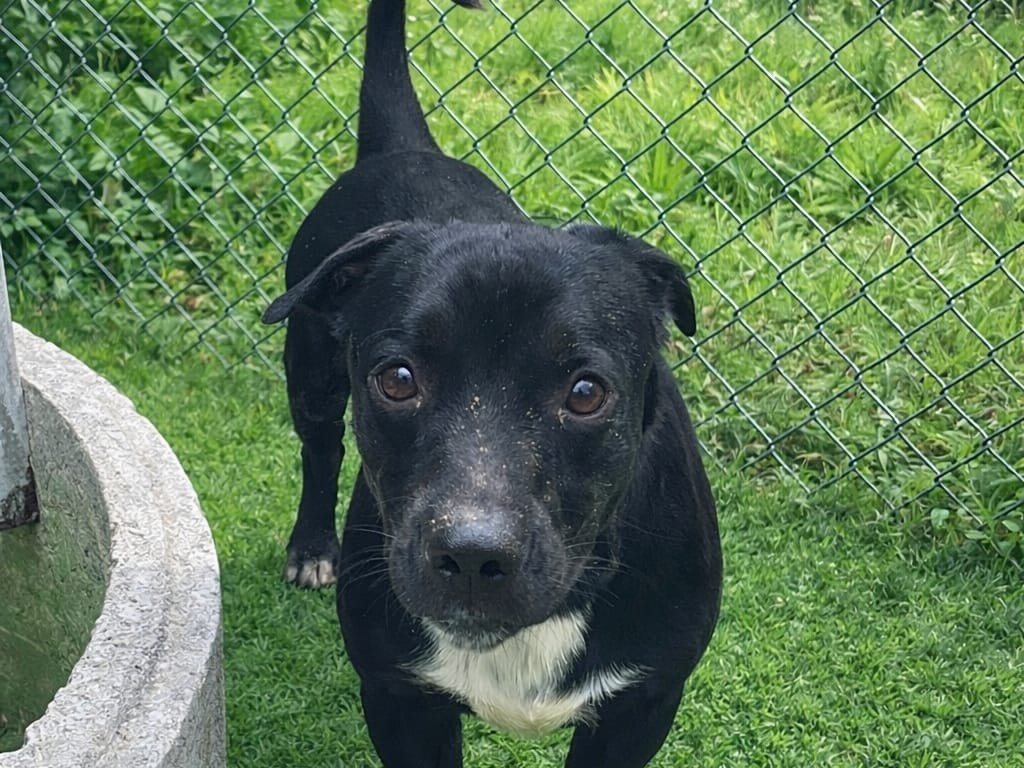 Adozione cane, femmina, Razza sconosciuta Razza sconosciuta, 2 anni e 1 mese, taglia media contenuta, Latina