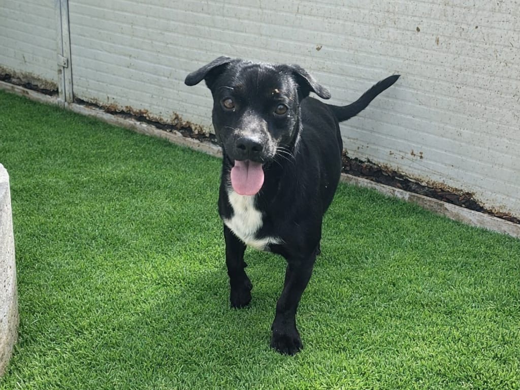 Adotta un cane, femmina, 2 anni e 1 mese, Latina