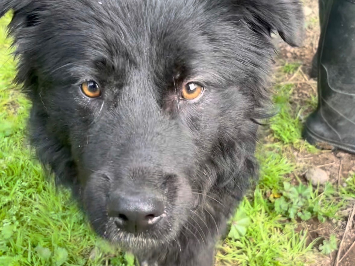 Adozione cane, maschio, Razza sconosciuta Razza sconosciuta, 1 anno e 3 mesi, taglia media contenuta, Latina