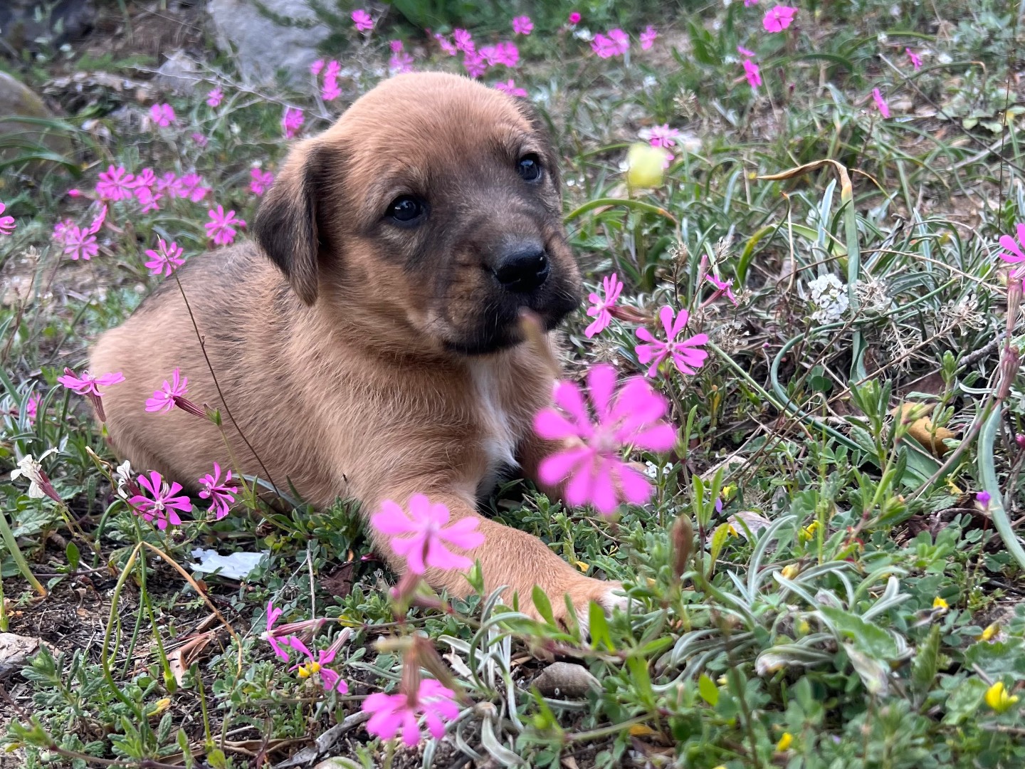 Adozione cane, femmina, Razza sconosciuta Razza sconosciuta, 2 mesi, taglia media, Enna