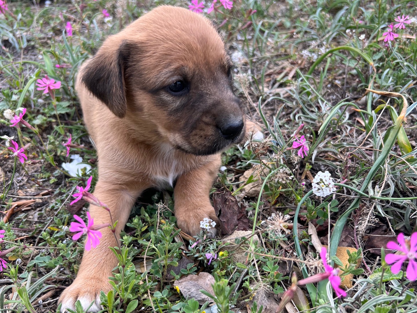 Adotta un cane, femmina, 2 mesi, Enna