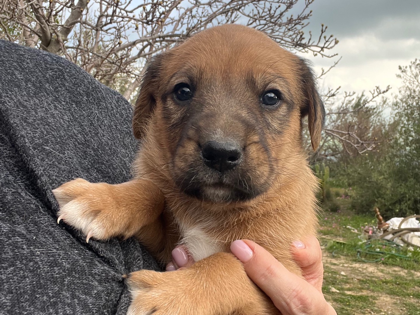 Adotta un cane, taglia media, femmina, Enna