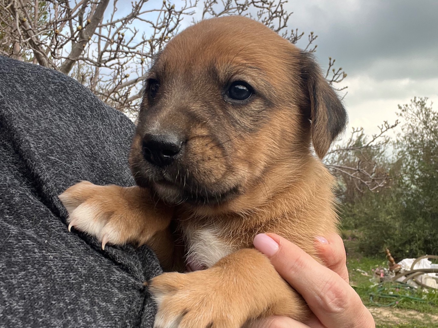 Vuoi adottare un cane a Enna?