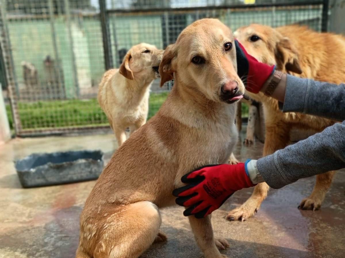 Adotta un cane, femmina, 11 mesi, Caserta