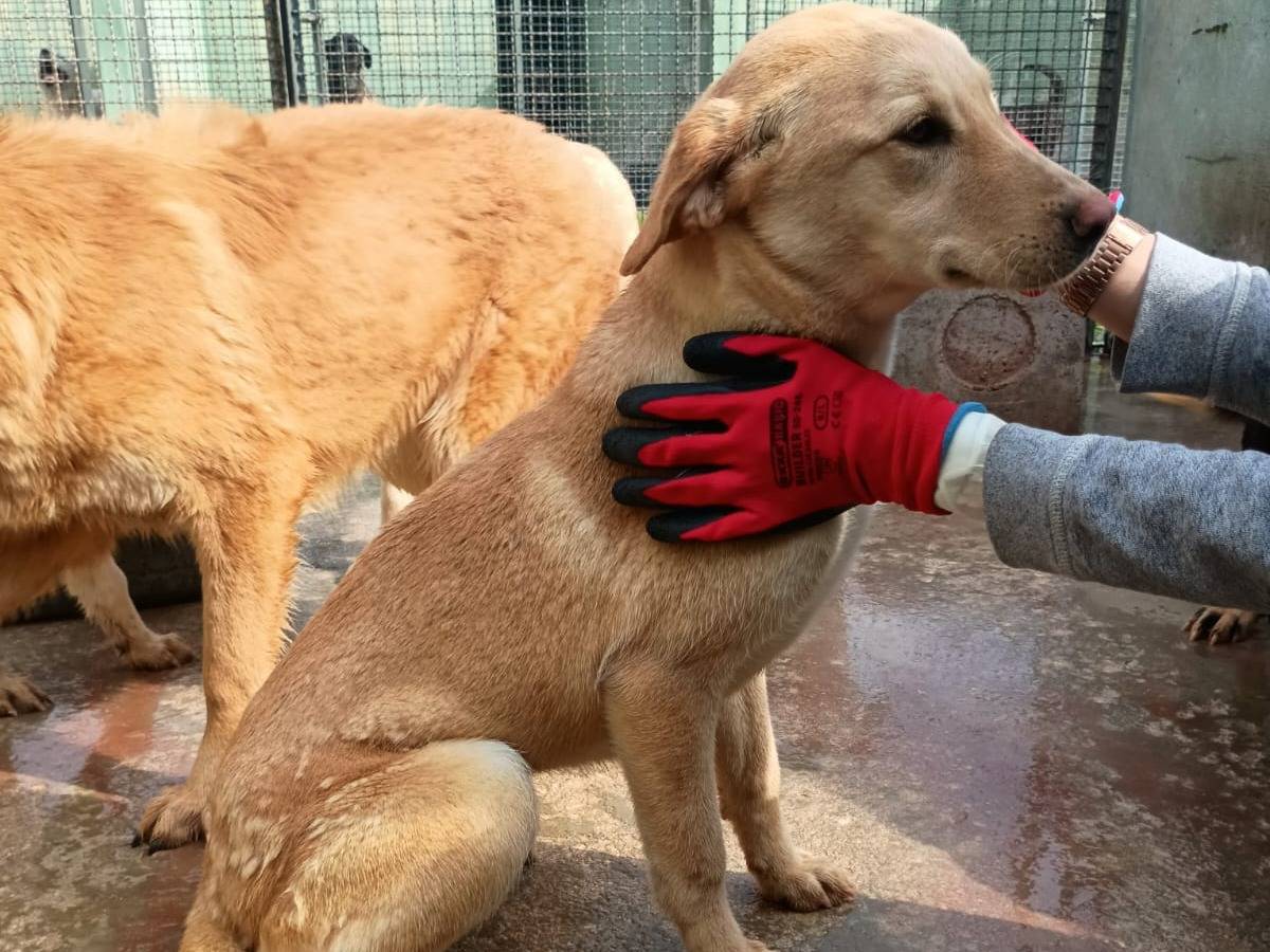 Adotta un cane, taglia media contenuta, femmina, Caserta