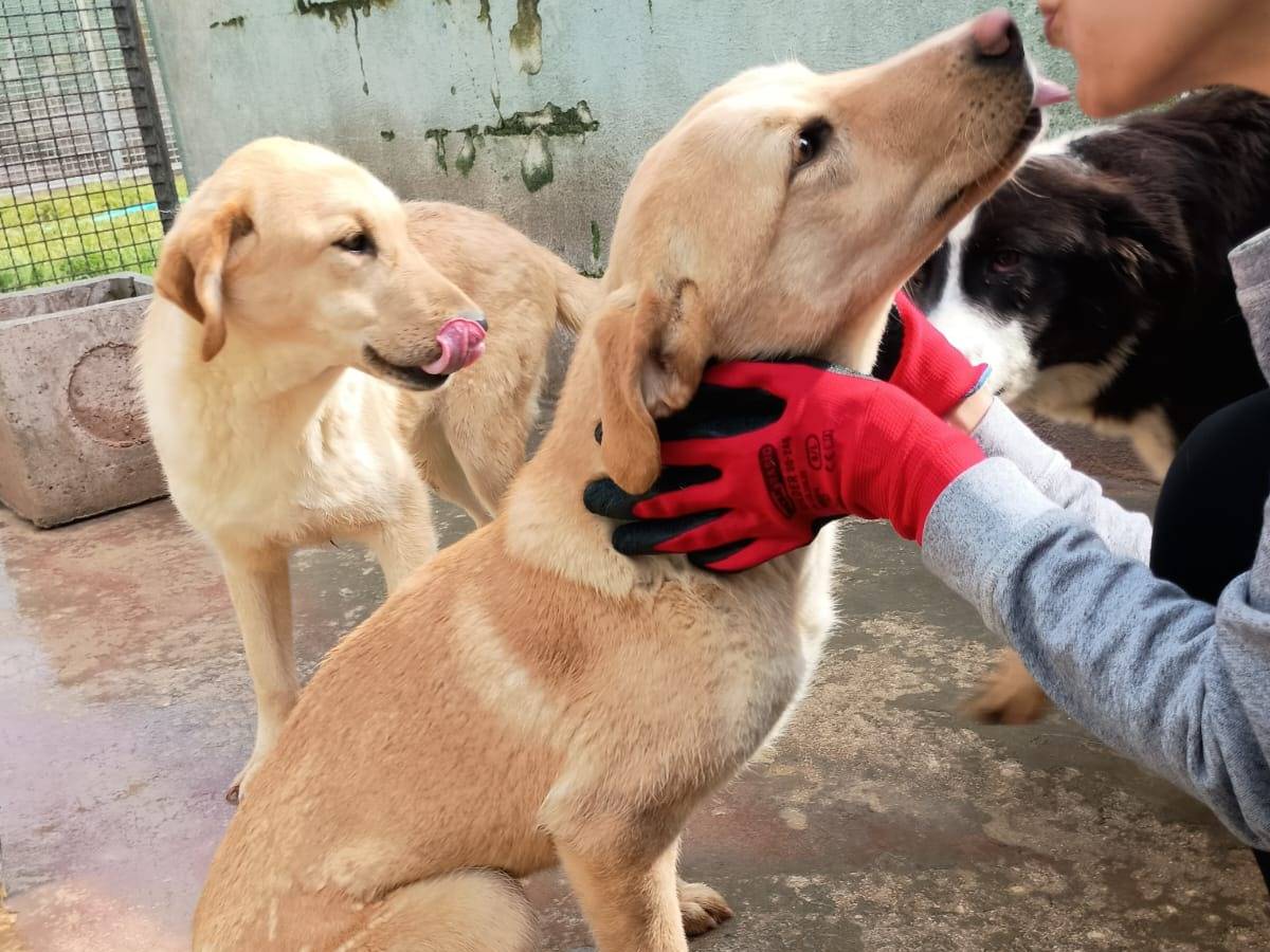 Vuoi adottare un cane a Caserta?