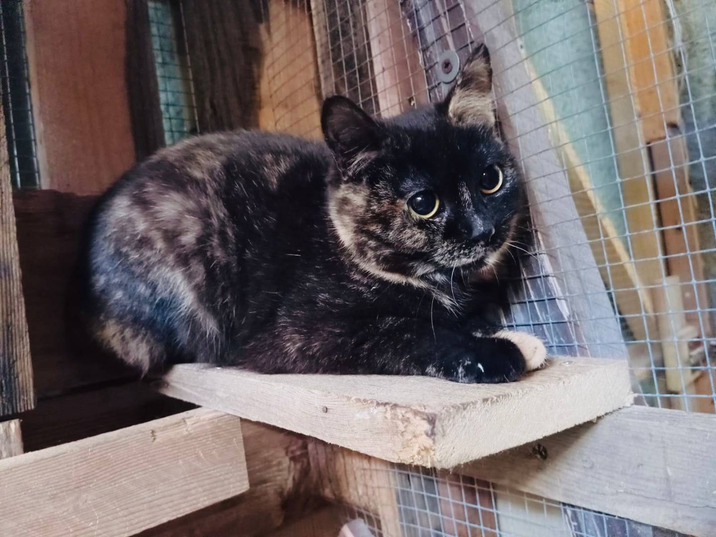 Adotta un gatto, taglia non valida, femmina, Torino