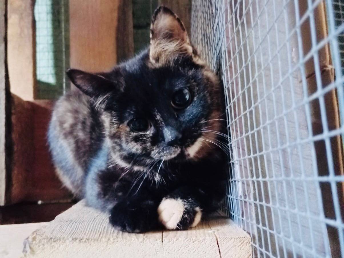 Vuoi adottare un gatto a Torino?