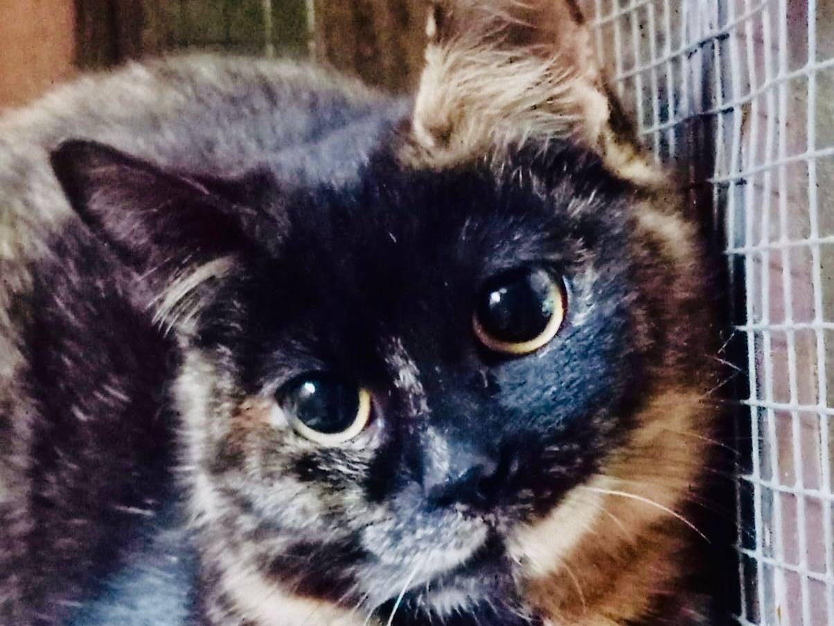 Adotta un gatto, femmina, 7 mesi, Torino