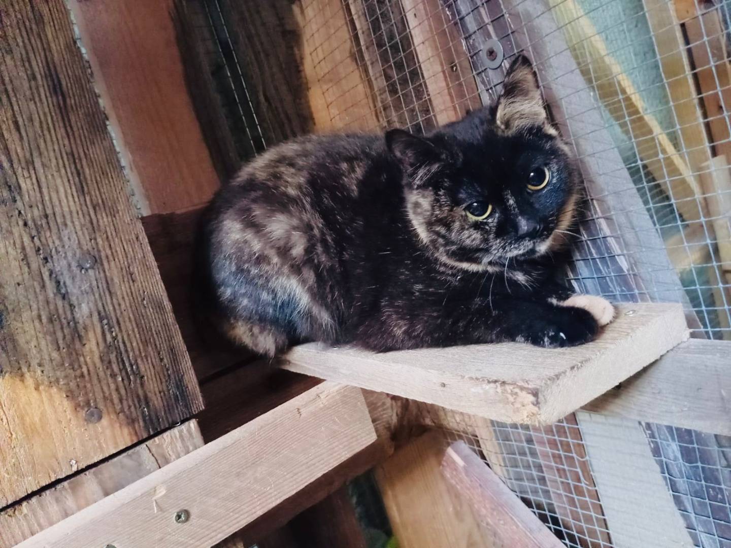 Adotta il gatto Lilla a Torino