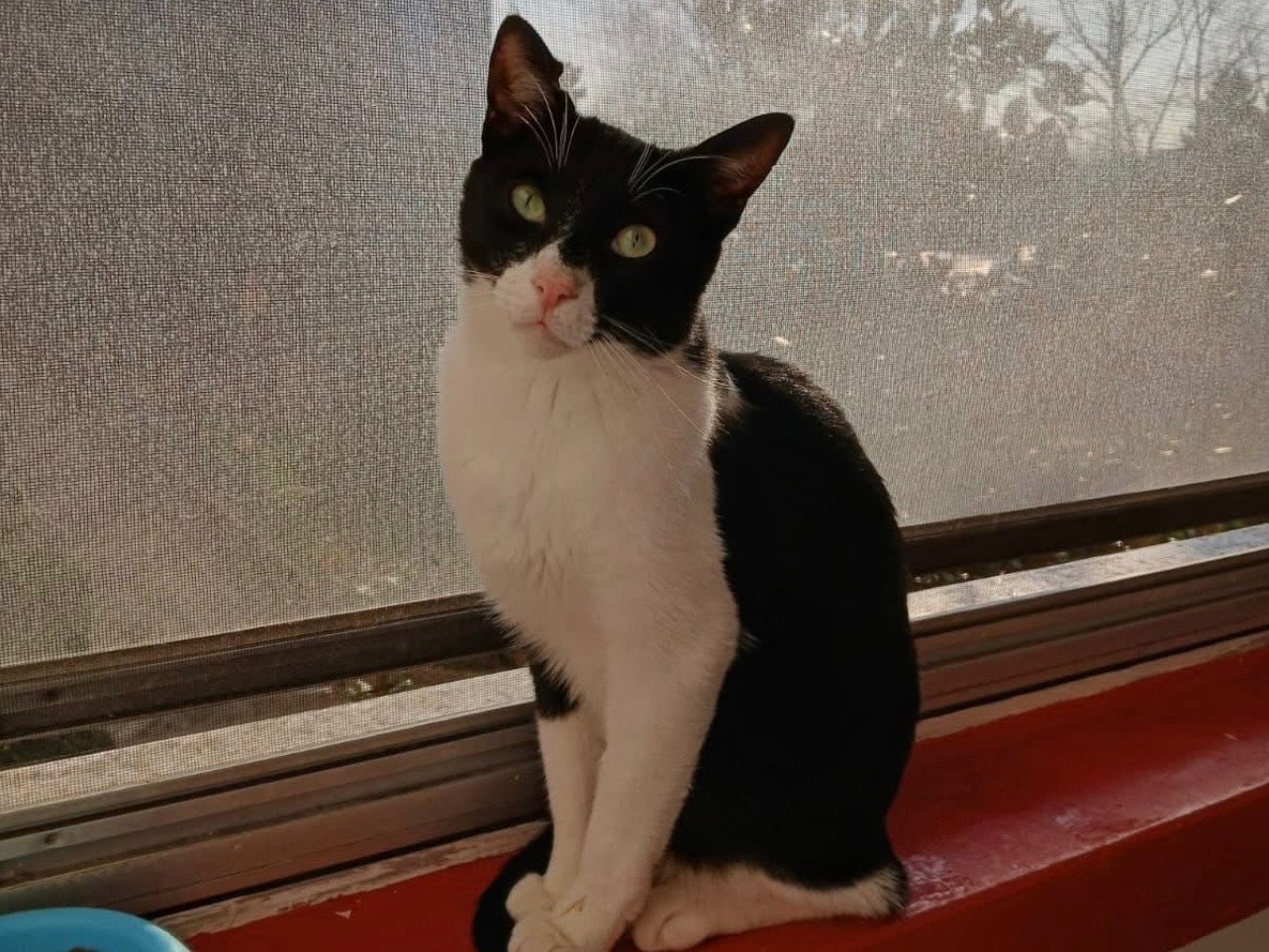 Adozione gatto, maschio, Razza sconosciuta Razza sconosciuta, 2 anni, taglia non valida, Milano