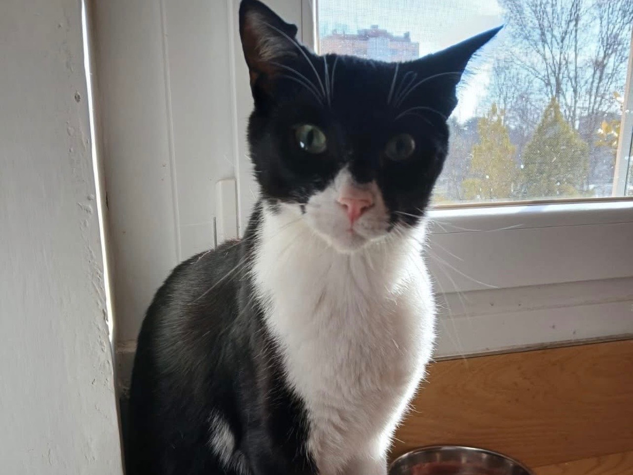 Adotta un gatto, maschio, 2 anni, Milano