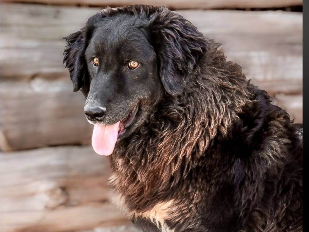 Adozione cane, maschio, Razza sconosciuta Razza sconosciuta, 1 anno e 8 mesi, taglia grande, Crotone