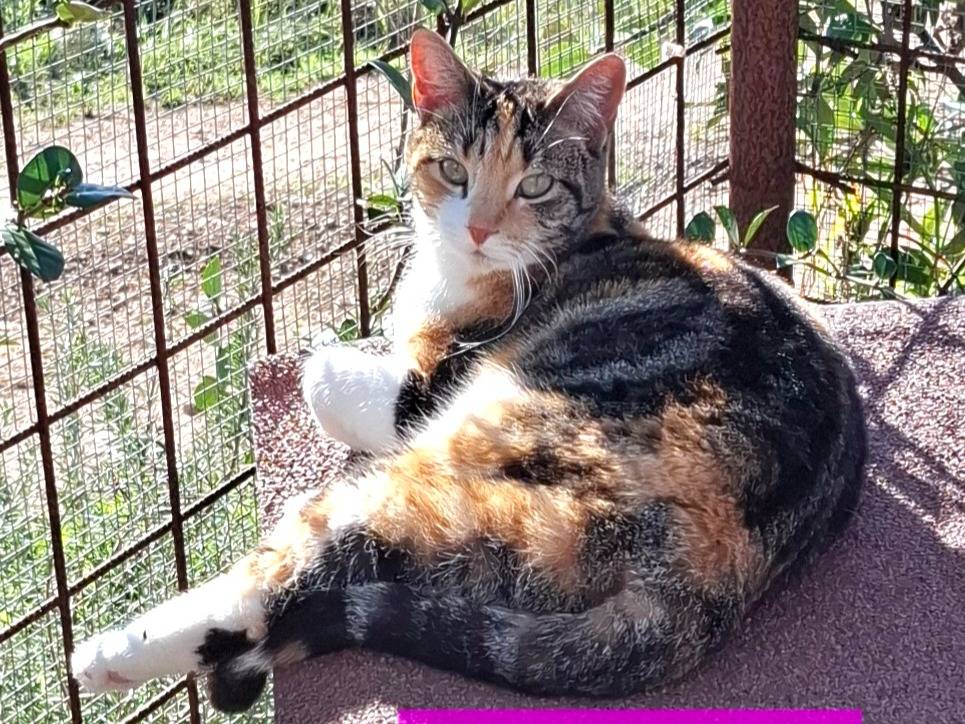Adozione gatto, femmina, Razza sconosciuta Razza sconosciuta, 2 anni e 11 mesi, taglia non valida, Latina