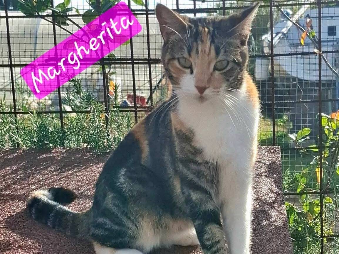 Adotta un gatto, femmina, 2 anni e 11 mesi, Latina