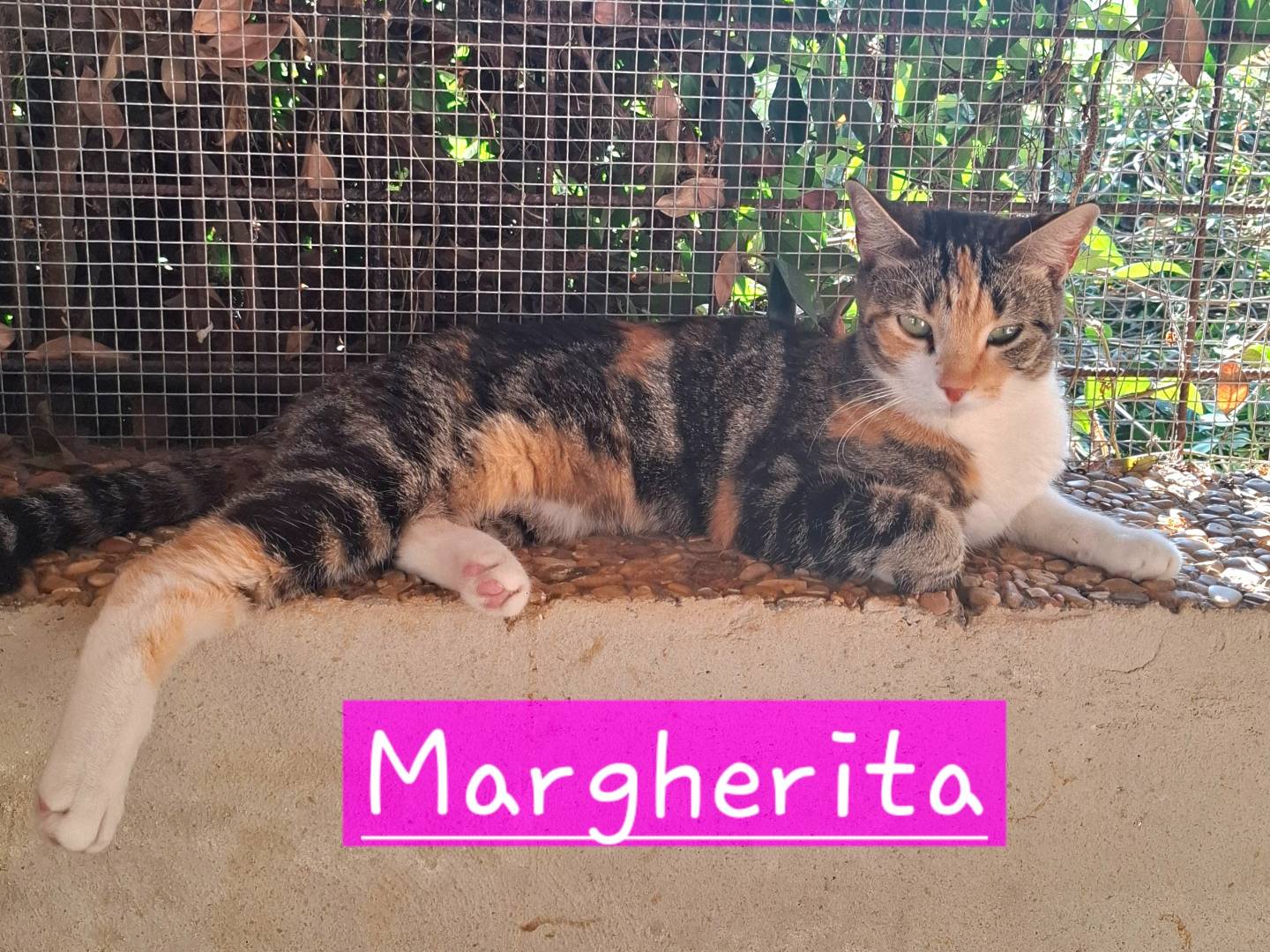 Adotta un gatto, taglia non valida, femmina, Latina