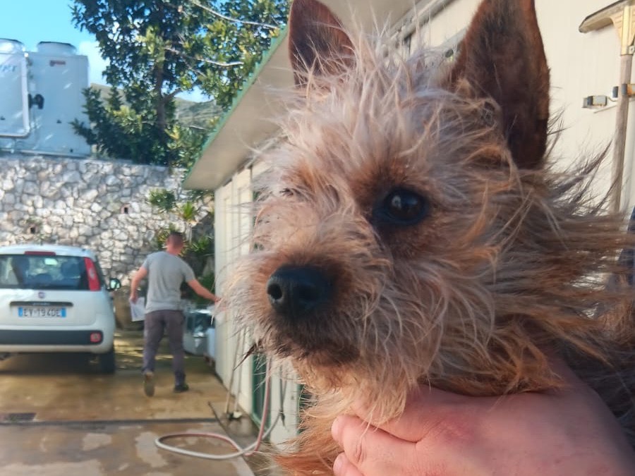 Adozione cane, femmina, Razza sconosciuta Razza sconosciuta, 2 anni e 2 mesi, taglia piccola, Latina