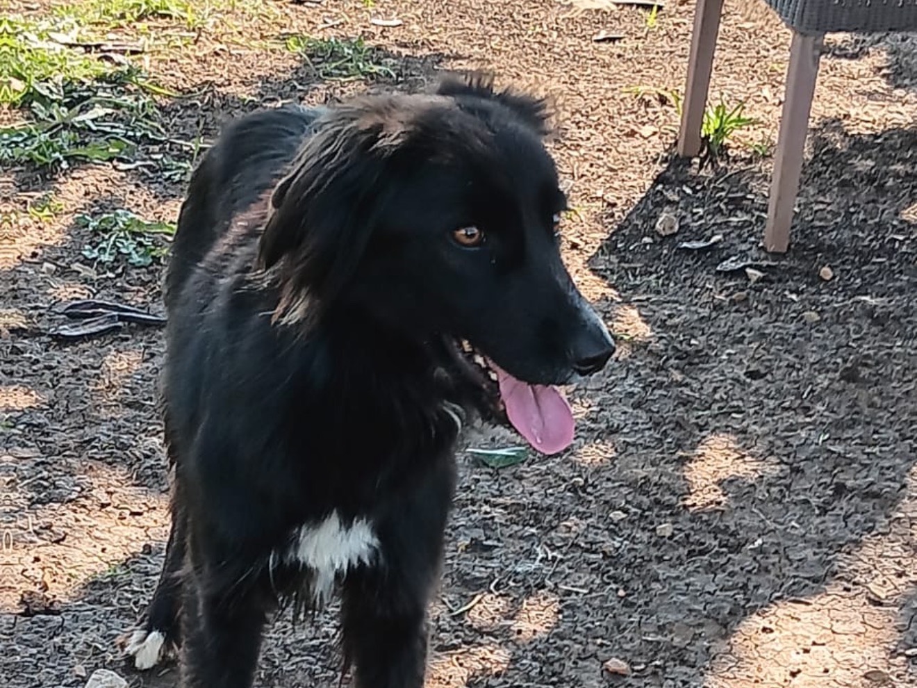 Adozione cane, femmina, Razza sconosciuta Razza sconosciuta, 1 anno e 11 mesi, taglia piccola, Latina