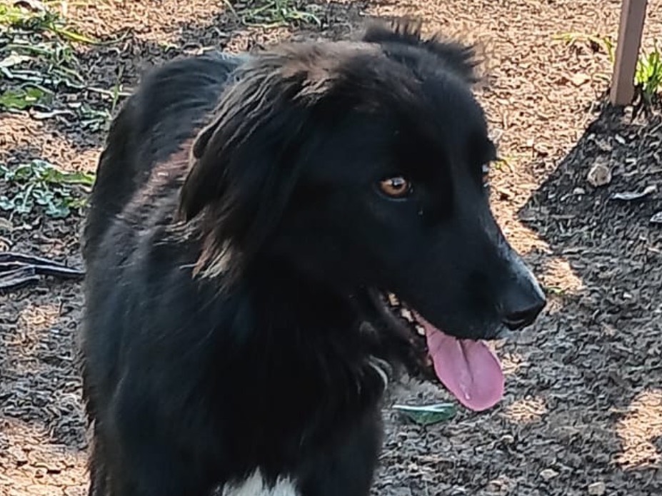 Adotta un cane, femmina, 1 anno e 11 mesi, Latina