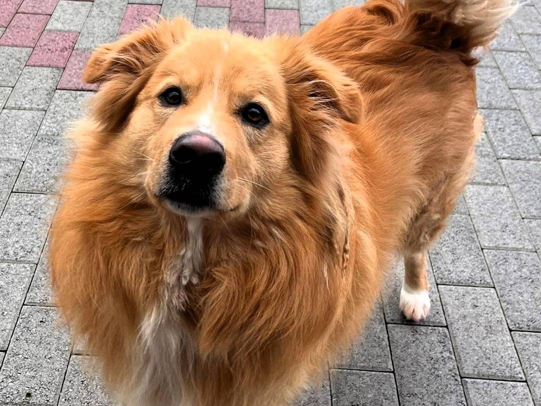 Adozione cane, maschio, Razza sconosciuta Razza sconosciuta, 3 anni e 2 mesi, taglia media, Milano