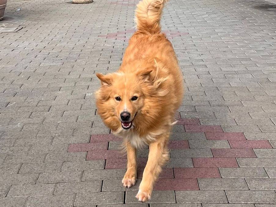 Adotta un cane, maschio, 3 anni e 2 mesi, Milano