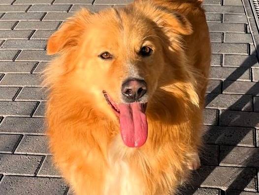 Adotta un cane, taglia media, maschio, Milano