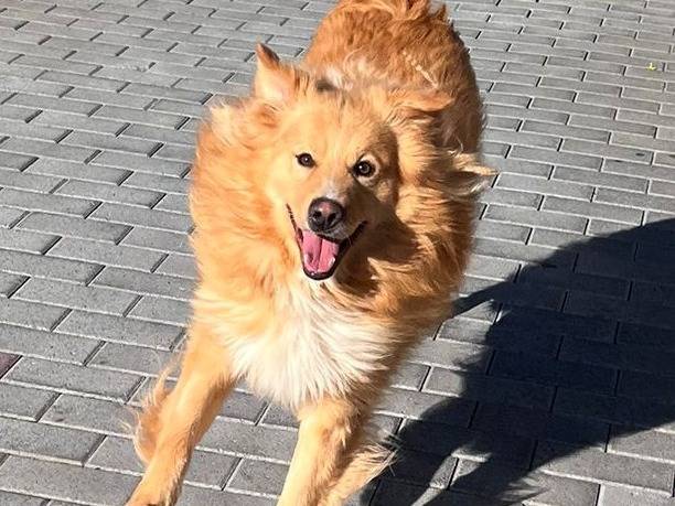 Adotta il cane DIOR a Milano