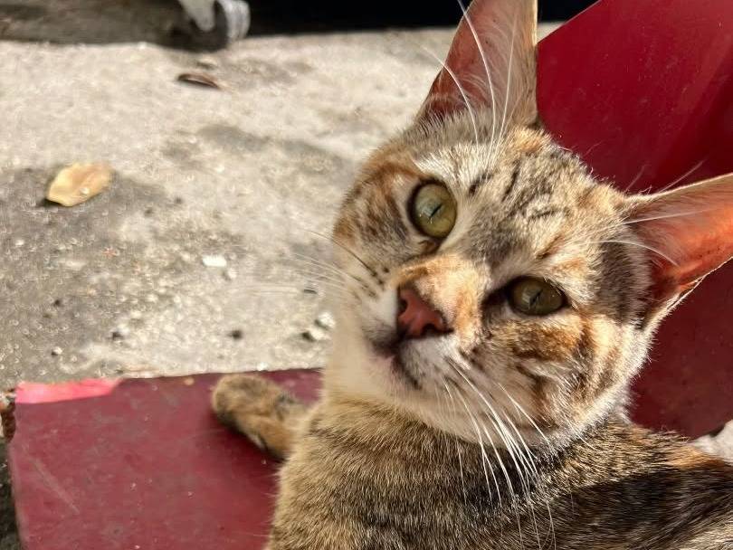 Adozione gatto, femmina, Razza sconosciuta Razza sconosciuta, 5 mesi, taglia non valida, Napoli