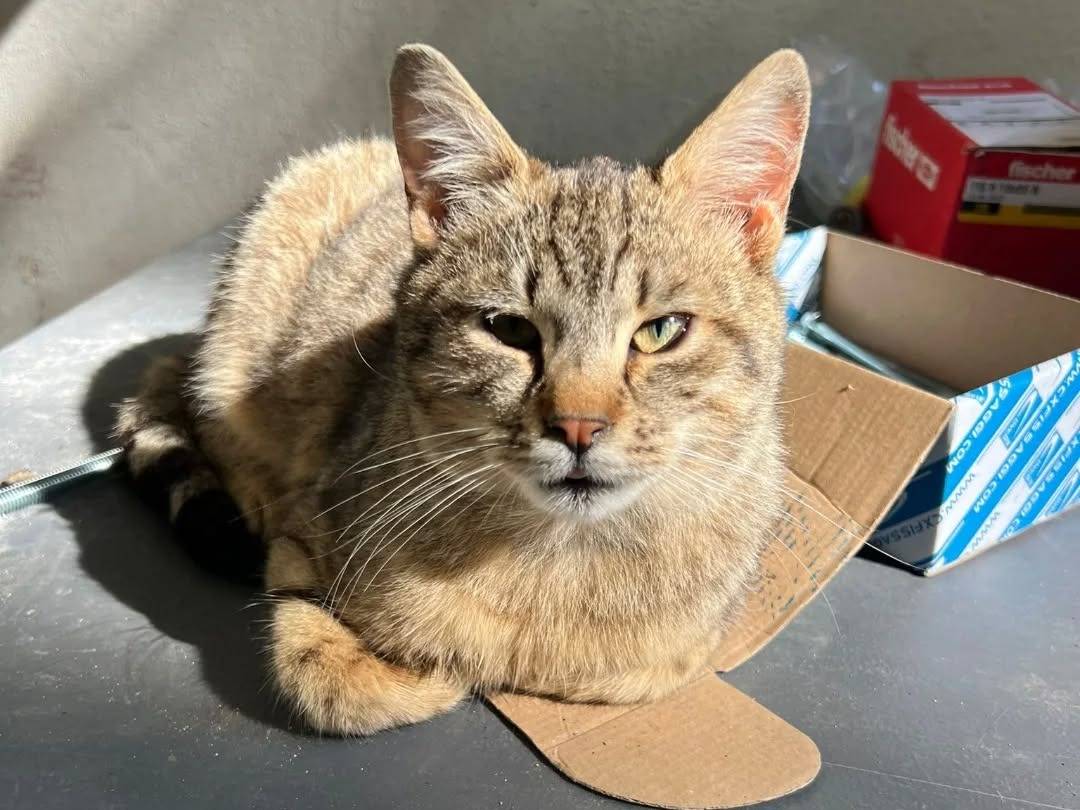 Adozione gatto, maschio, Razza sconosciuta Razza sconosciuta, 5 mesi, taglia non valida, Napoli