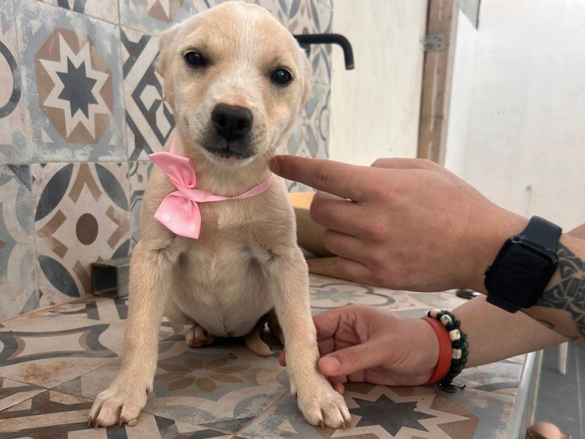 Vuoi adottare un cane a Siracusa?