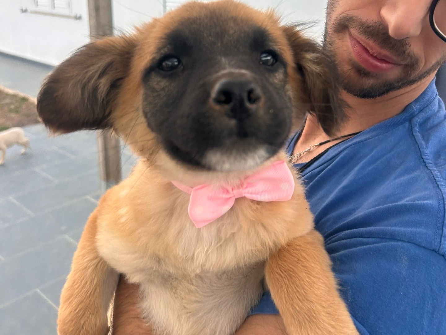 Vuoi adottare un cane a Siracusa?