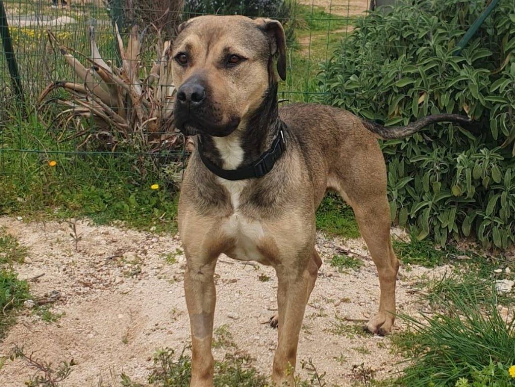 Adozione cane, maschio, Razza sconosciuta Razza sconosciuta, 2 anni e 11 mesi, taglia grande, Bari