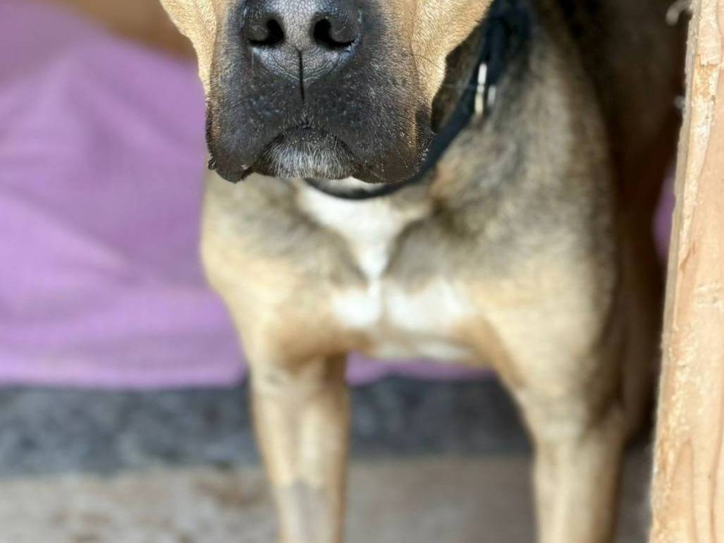 Adotta un cane, maschio, 2 anni e 11 mesi, Bari