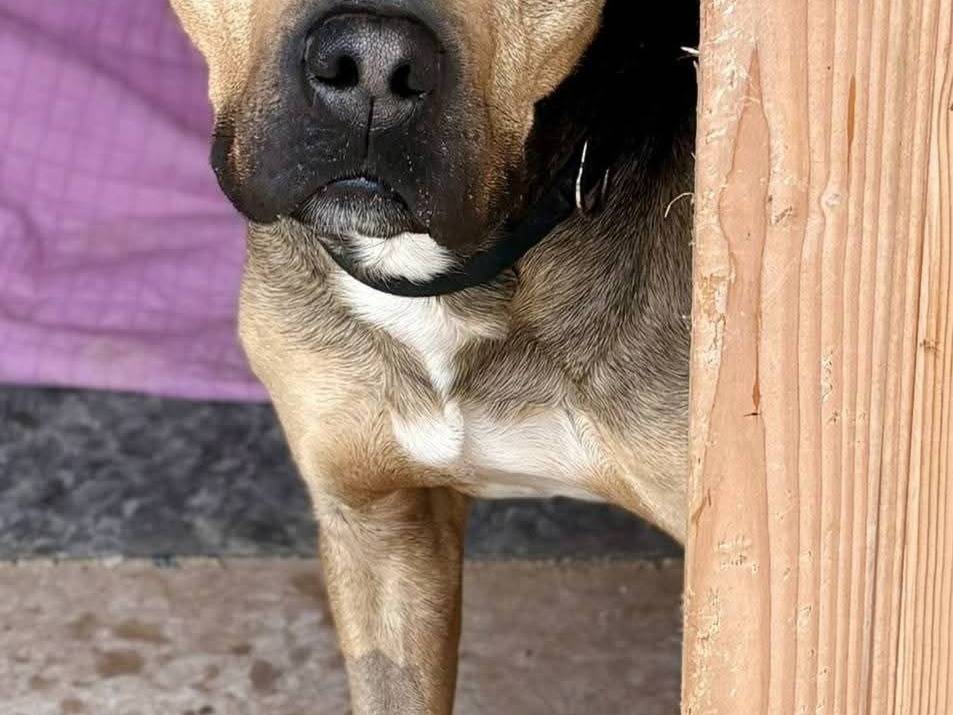 Adotta un cane, taglia grande, maschio, Bari