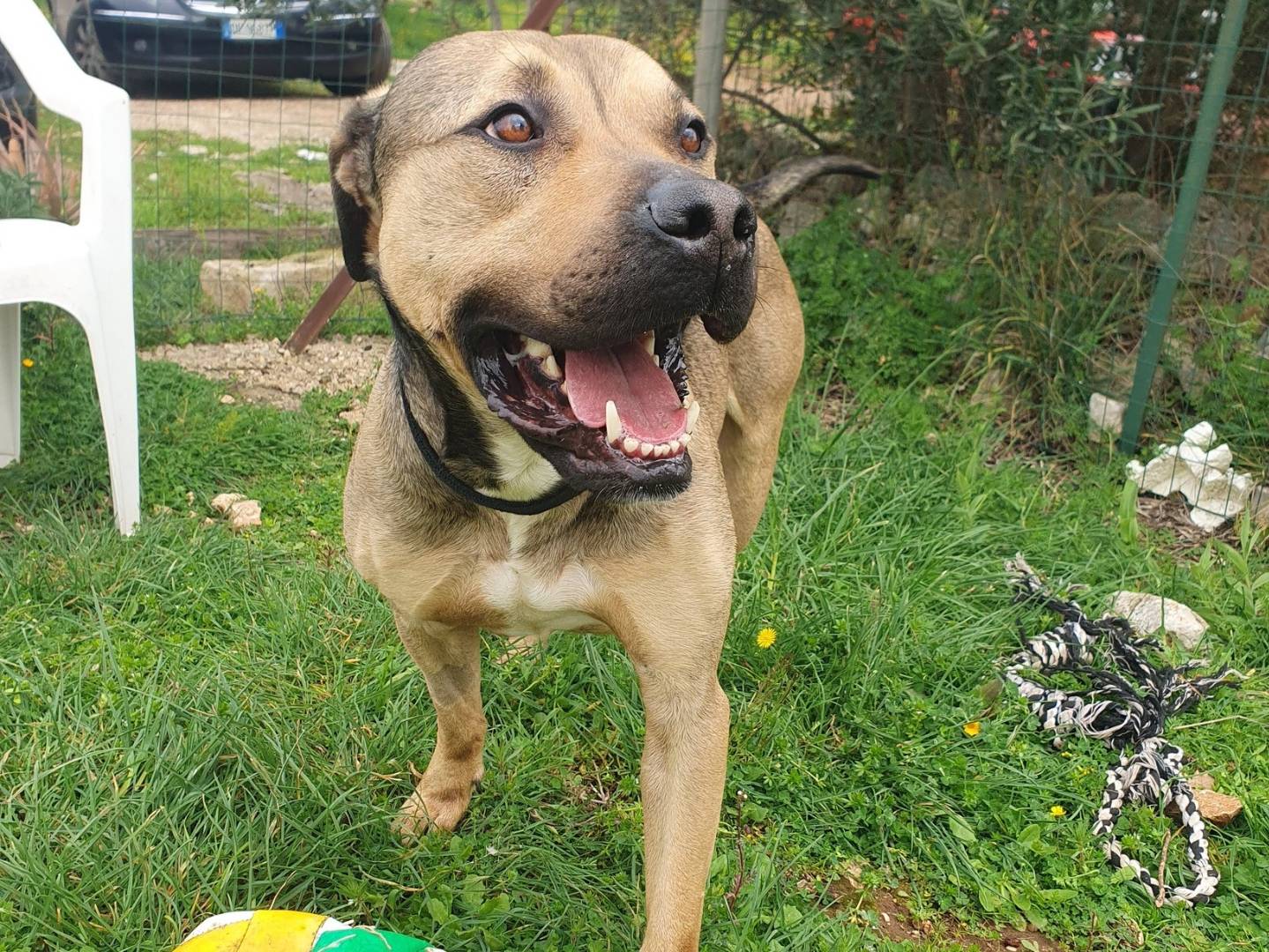 Vuoi adottare un cane a Bari?