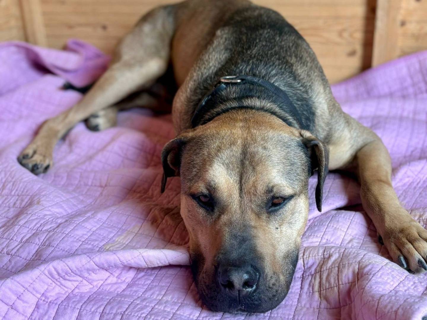 Adotta il cane Bobby a Bari