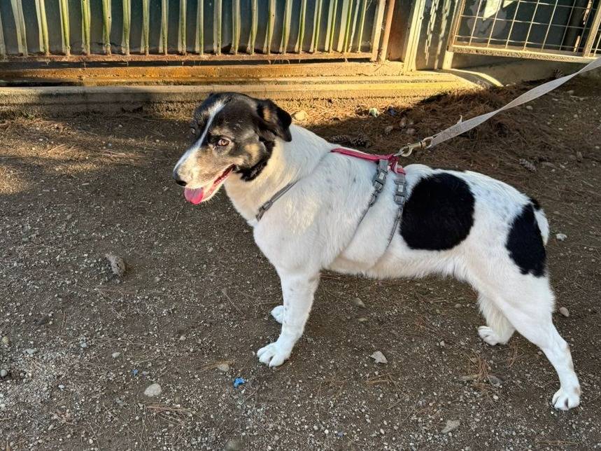 Vuoi adottare un cane a Milano?