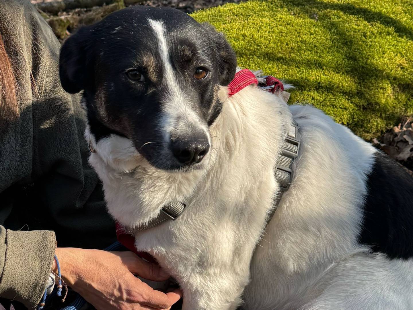 Adotta il cane COOKIE a Milano